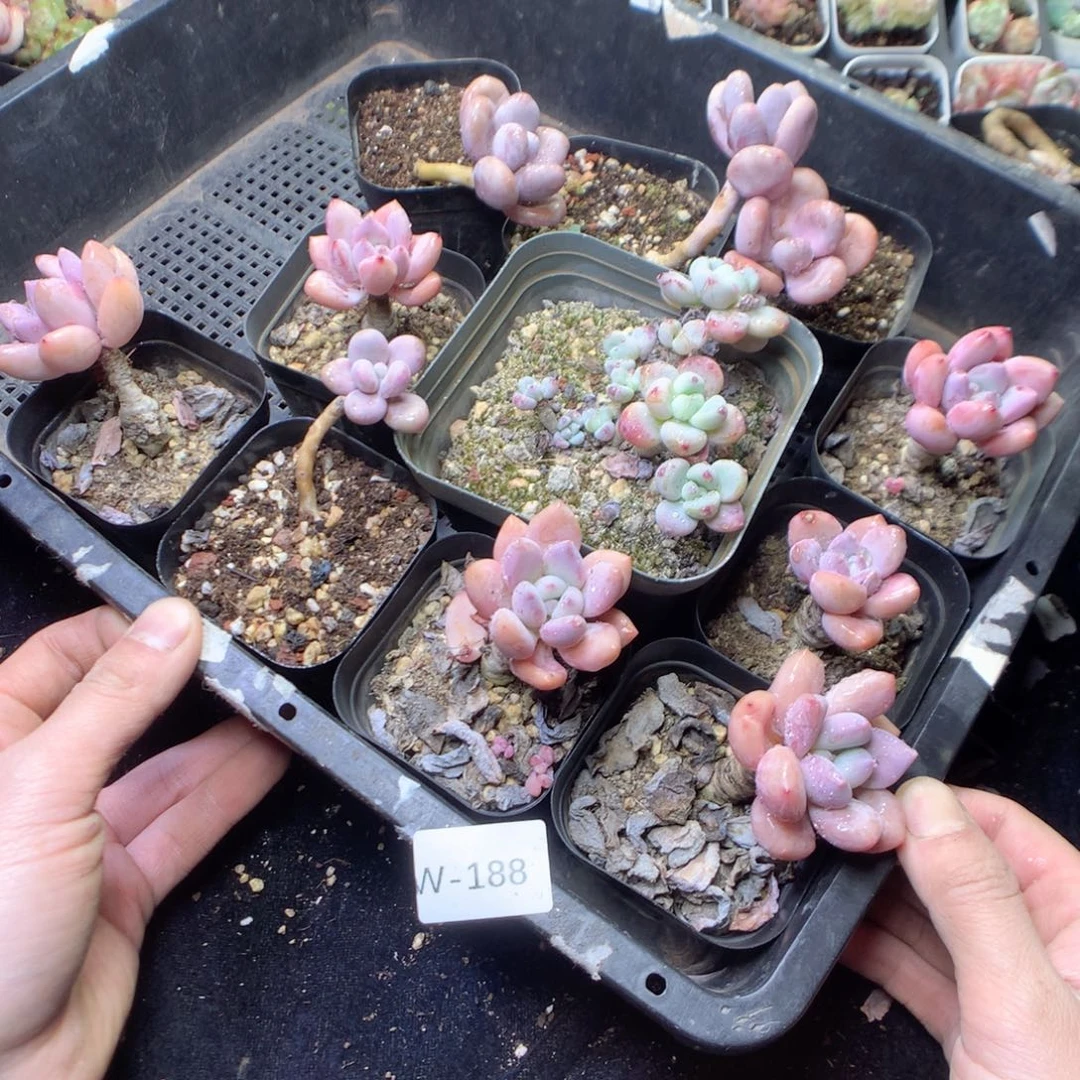 无花朵W188 yyyyyyyyy