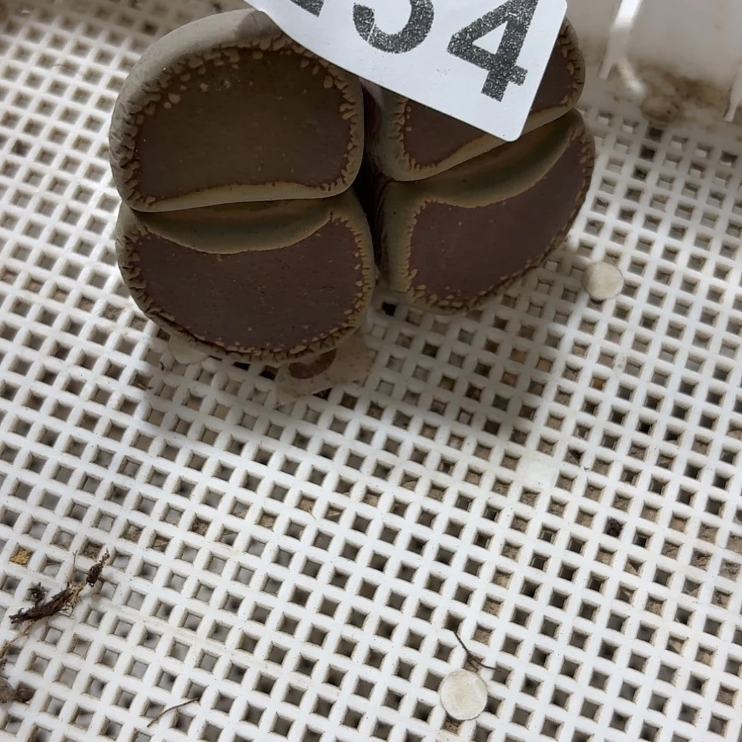 花****生石花一物一拍254
