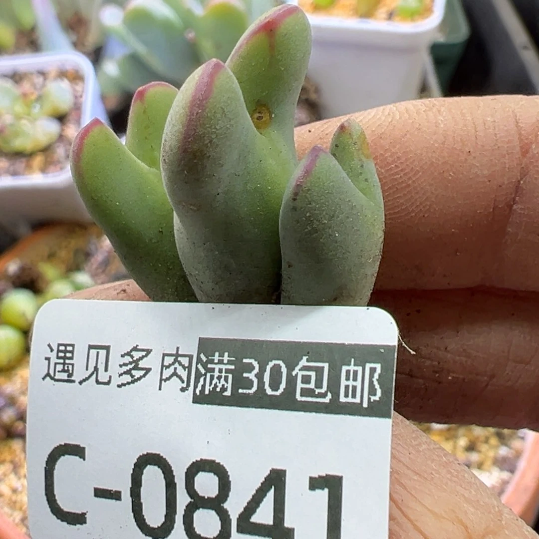 多肉植物1111111111111111