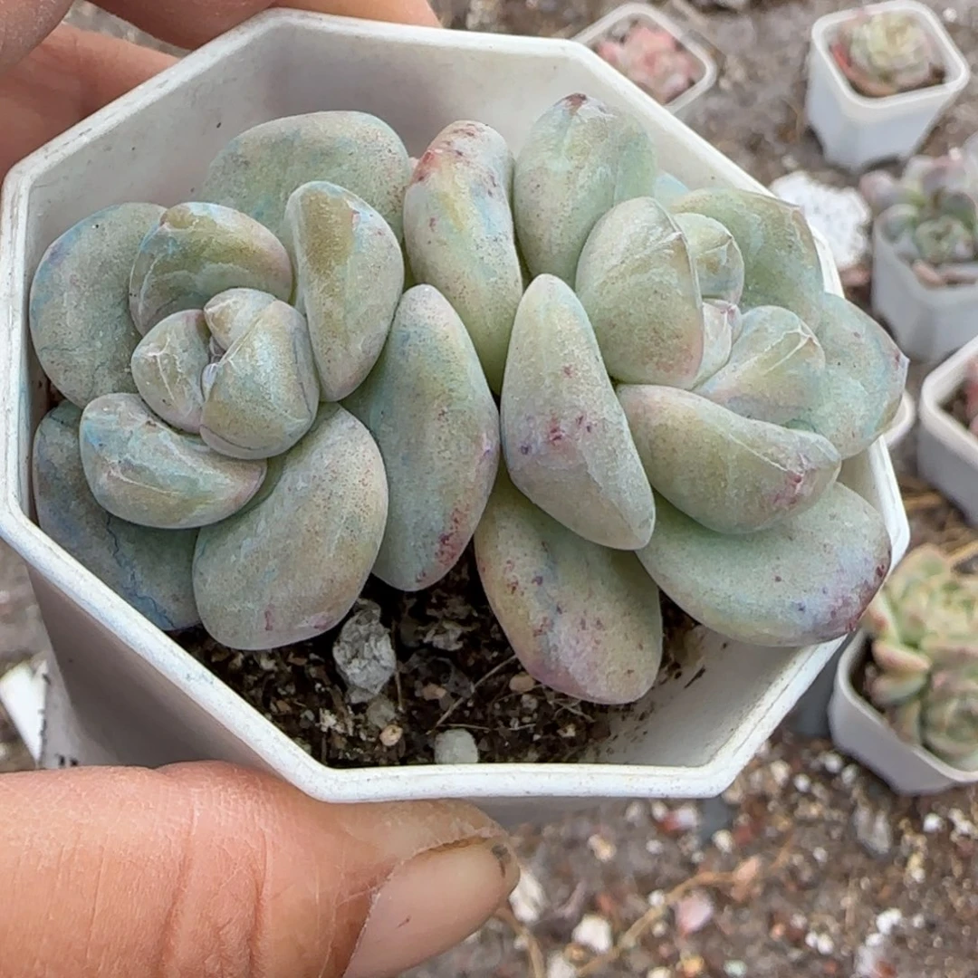 小卡拉米糖心一物一拍