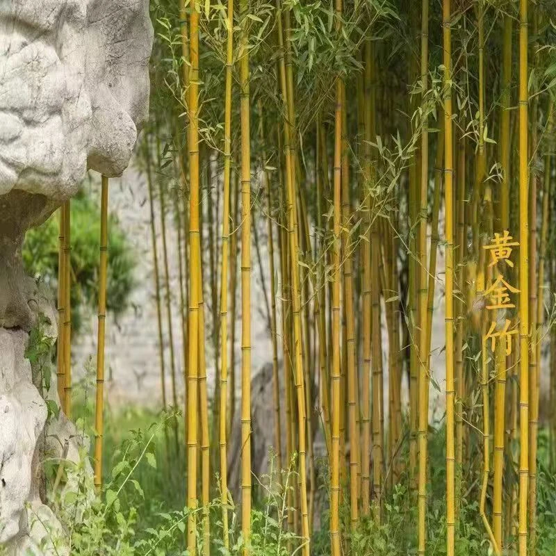 黄金竹子金镶玉竹子苗四季庭院种植观赏景观竹竹室外黄金竹盆栽竹