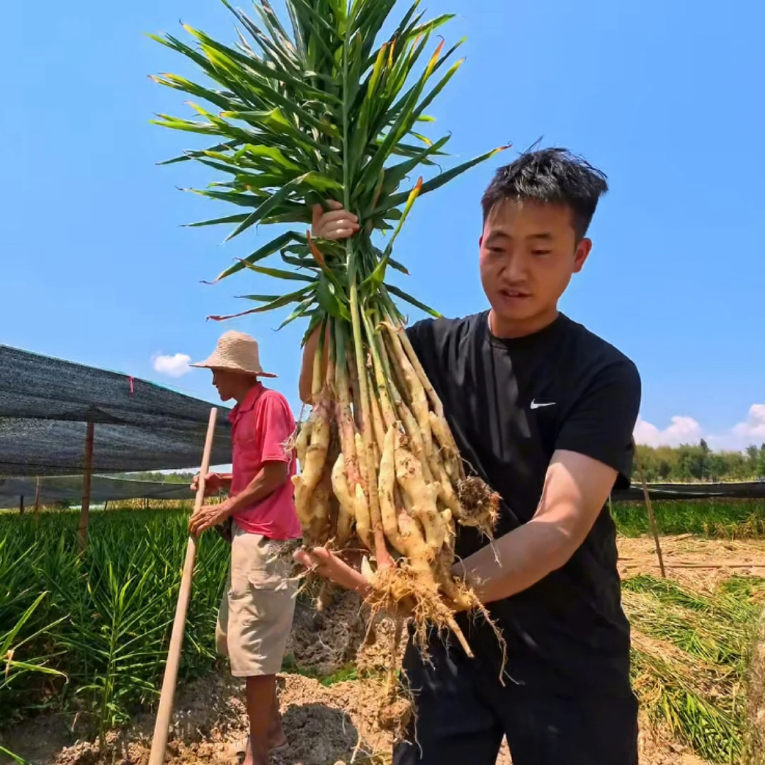 （小谭土货）新鲜现挖嫩姜脆嫩竹根姜，微辣可腌可炒，适合泡姜