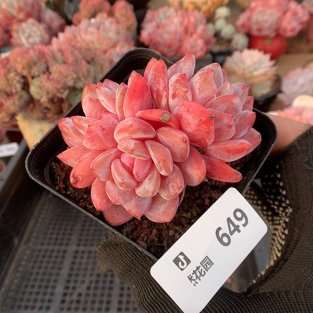 649日本雪天使多肉植物