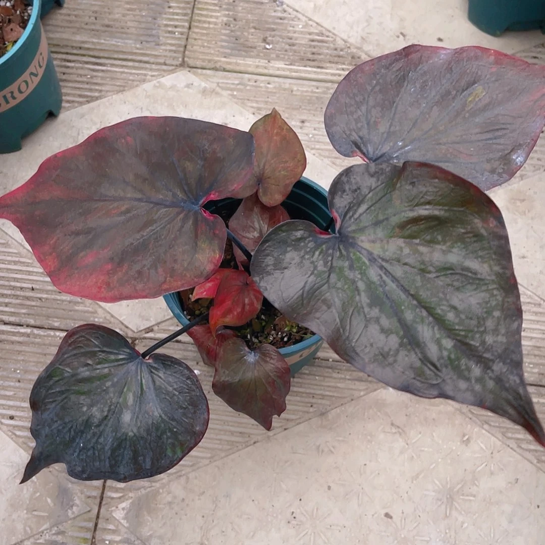 完全开放1013泰彩