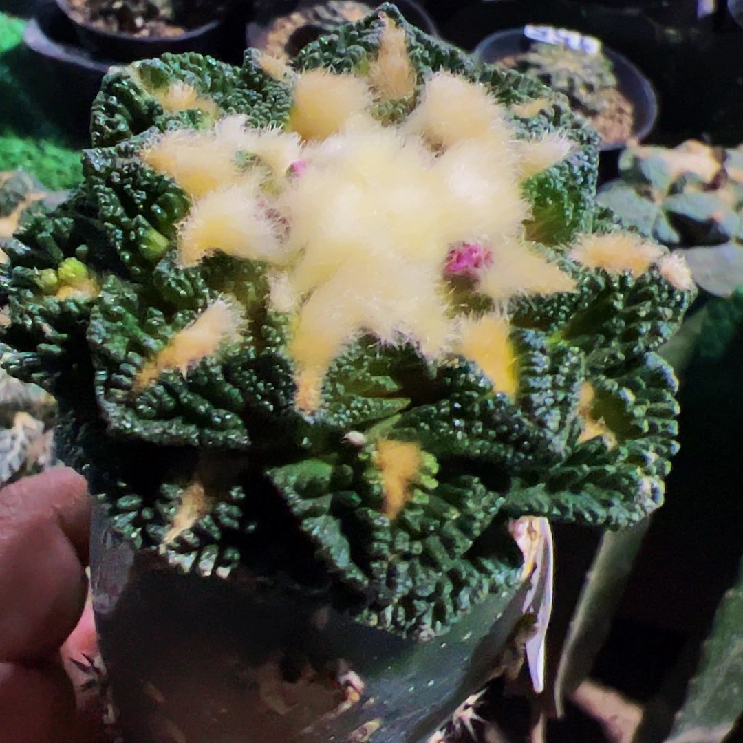 无花朵颗粒辛顿牡丹183