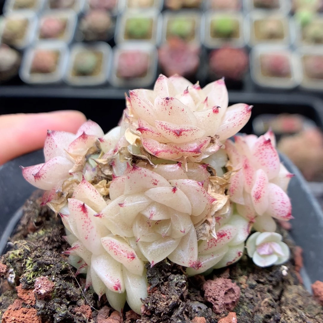 E129 ，柿子多肉20包邮两天凑单，偏远地区不发货