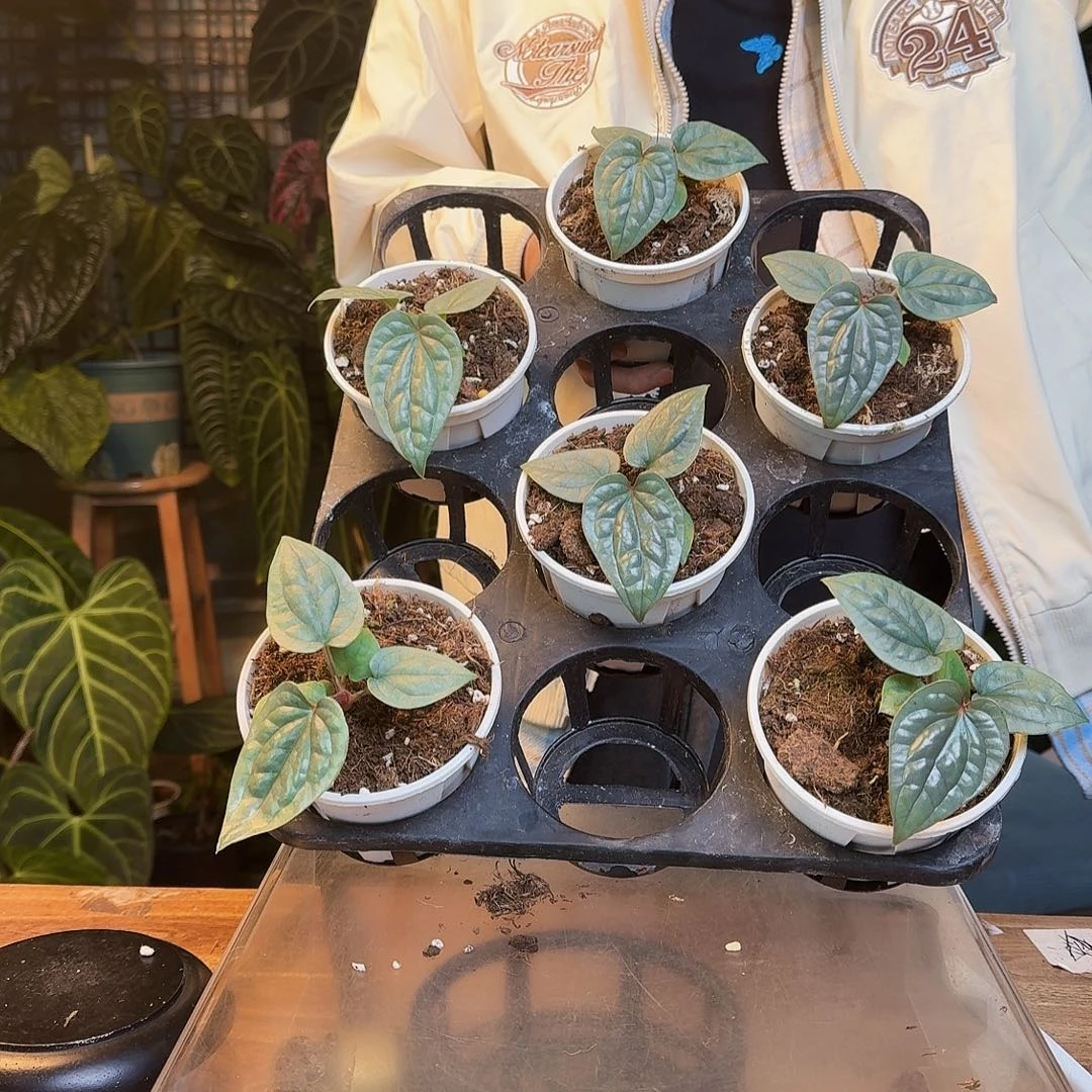 完全开放籽播黑奢42.8一颗随机发