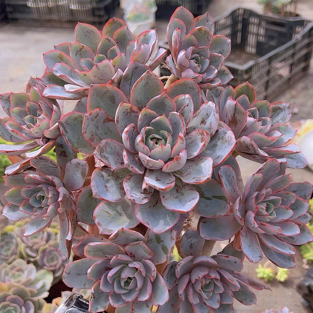 血斑赫拉多头大盆裙精品老桩手捧