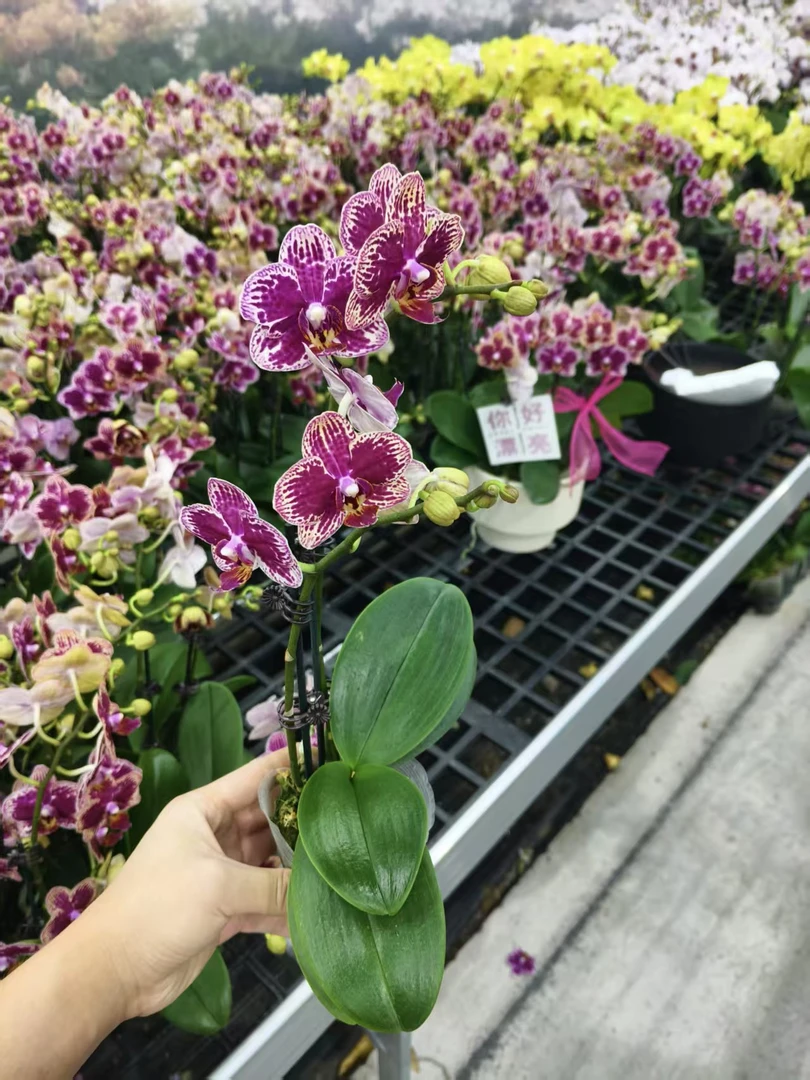 蝴蝶兰【可乐】花苗盆栽带花剑花苞客厅室内四季好养观赏花卉