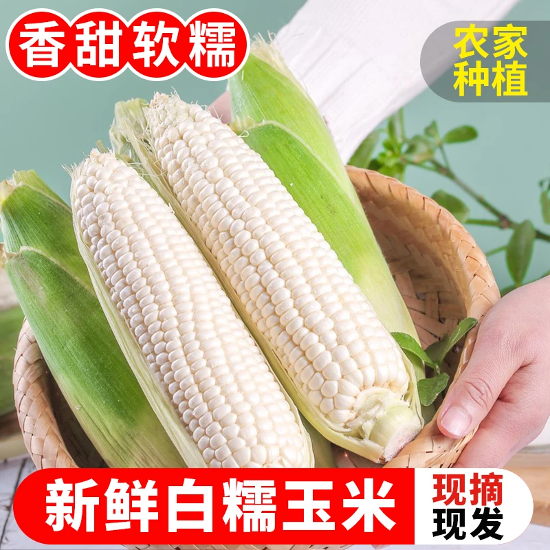 5斤正宗广西白糯玉米新鲜现摘带皮软糯香农家甜玉米棒子苞谷