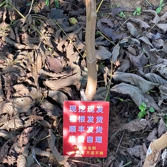 王***旦吊坠文玩核桃文山血麒麟白狮各一颗