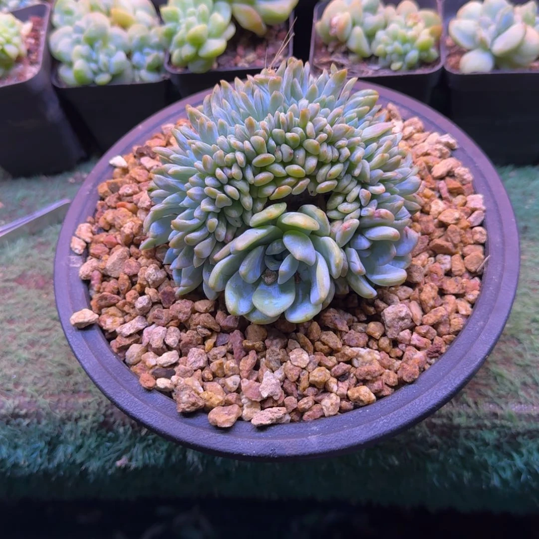 星影树缀无砍多肉