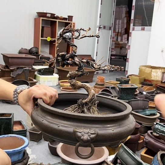 紫砂花盆中香气浓