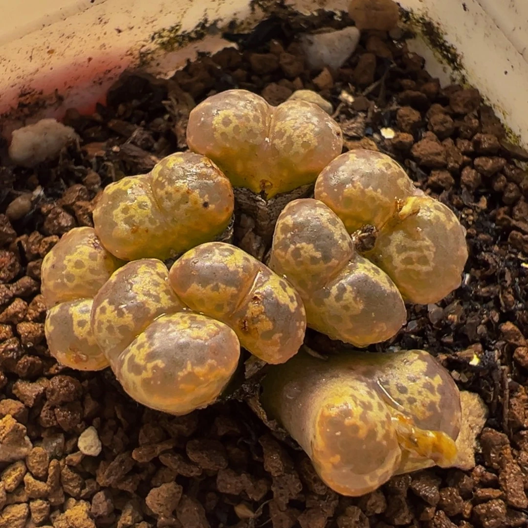 025多肉植物种类多样