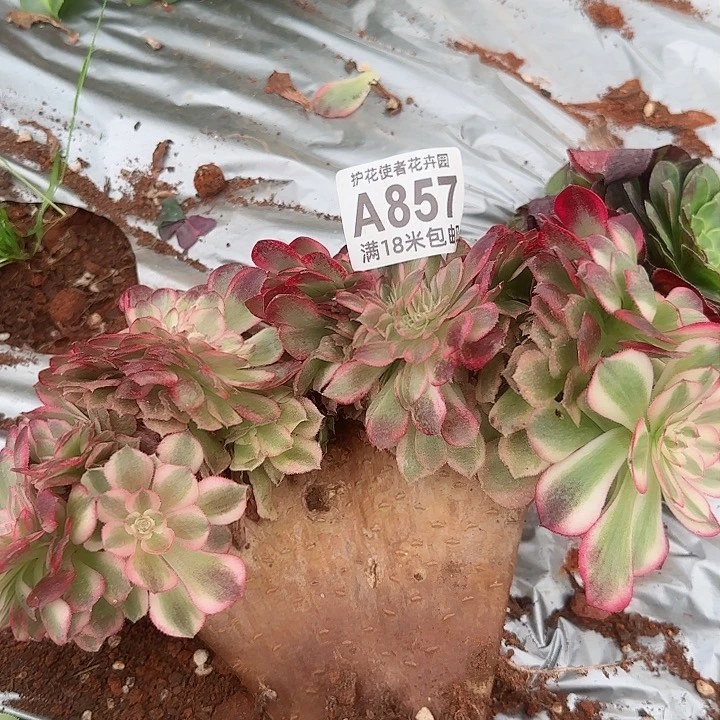 多肉 荔枝缀化多肉法师