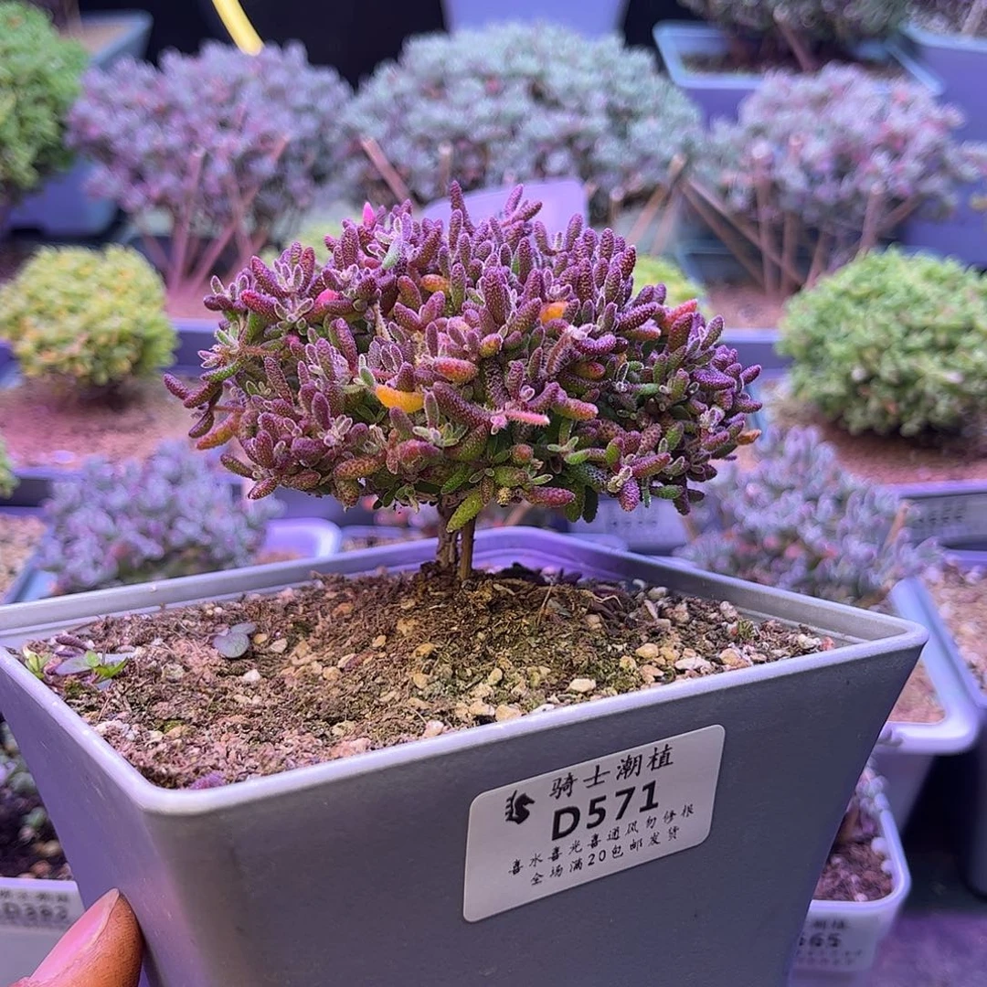 571红麒麟枝干番杏