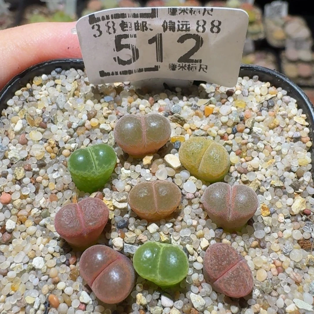 Sssss精品生石花512