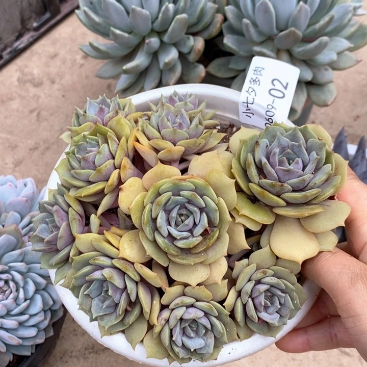 小七夕多肉紫姬02