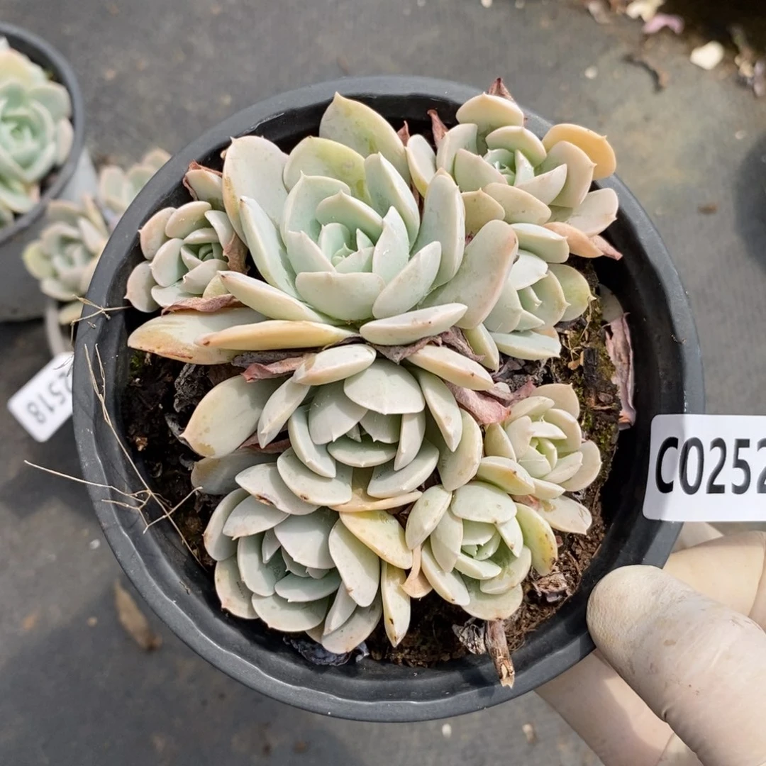2524鲁氏石莲一物一拍