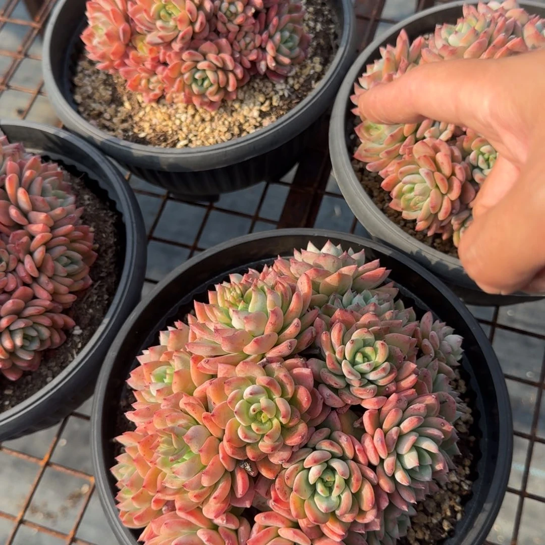 不知名多肉植物的