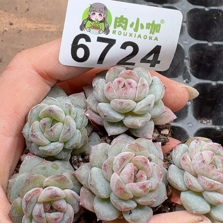 多肉植物多肉植物