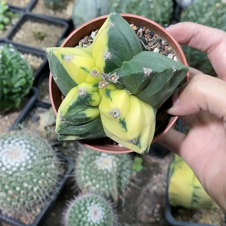 小*?花花草草花花草草