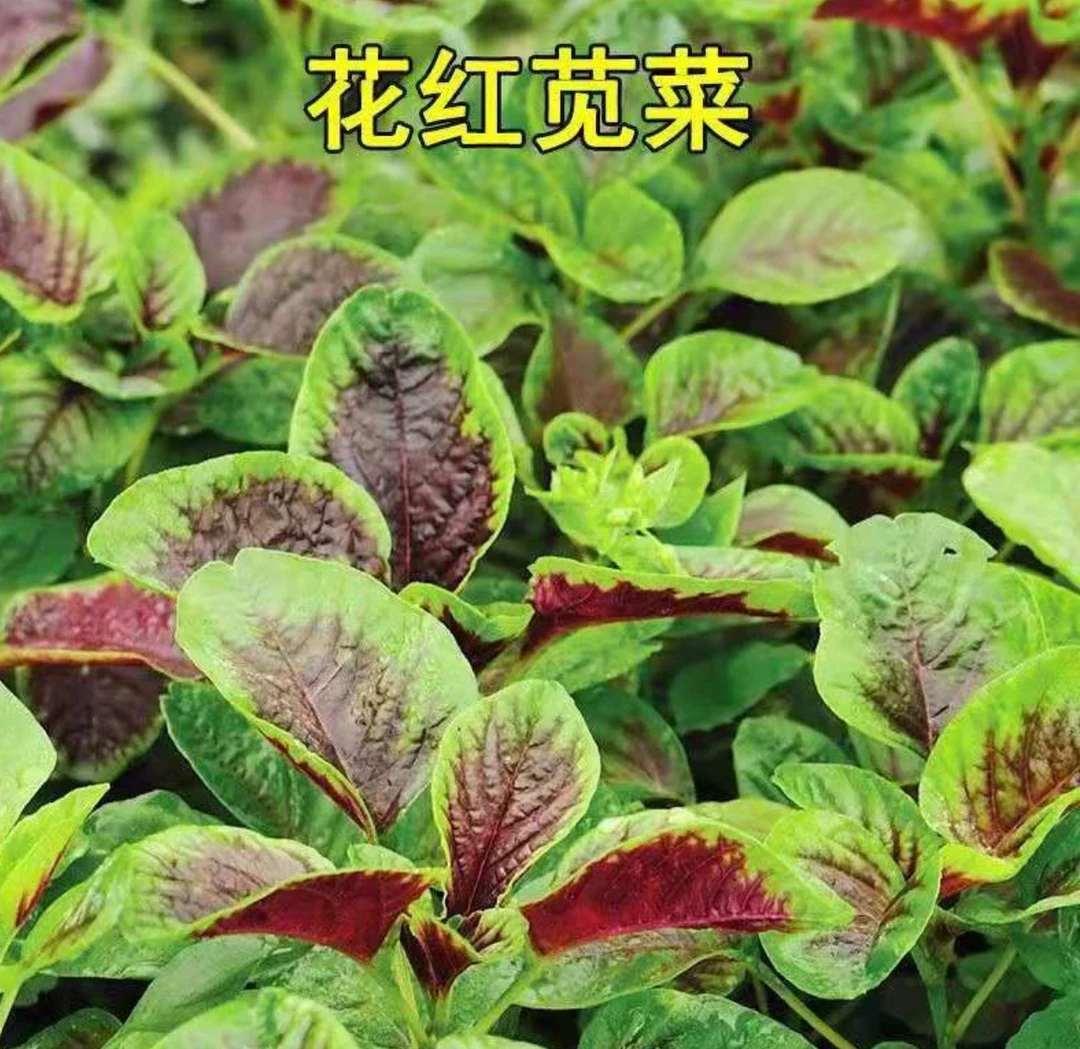 红苋菜种子大叶四季播大圆叶苋菜籽阳台盆栽蔬菜汉菜菜籽lz