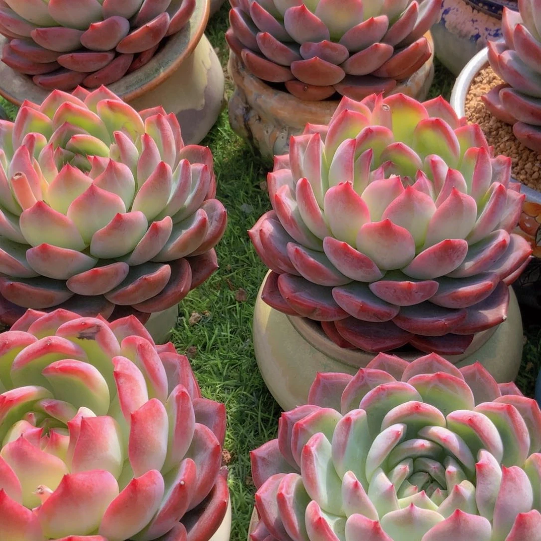 红鸾一颗68一颗一颗