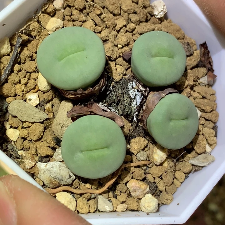 精品多肉植物精品多肉大宽嘴