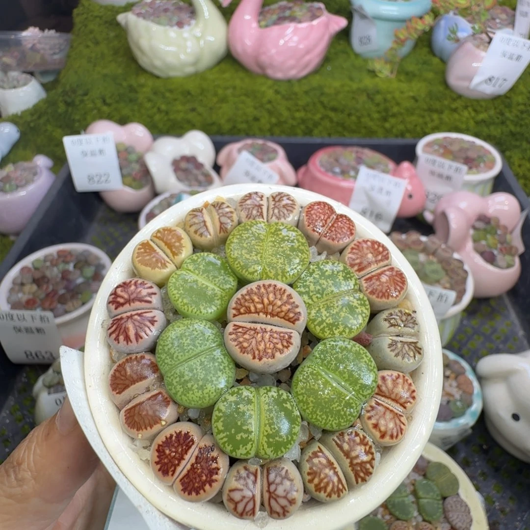 ****哈多肉植物福利冲767