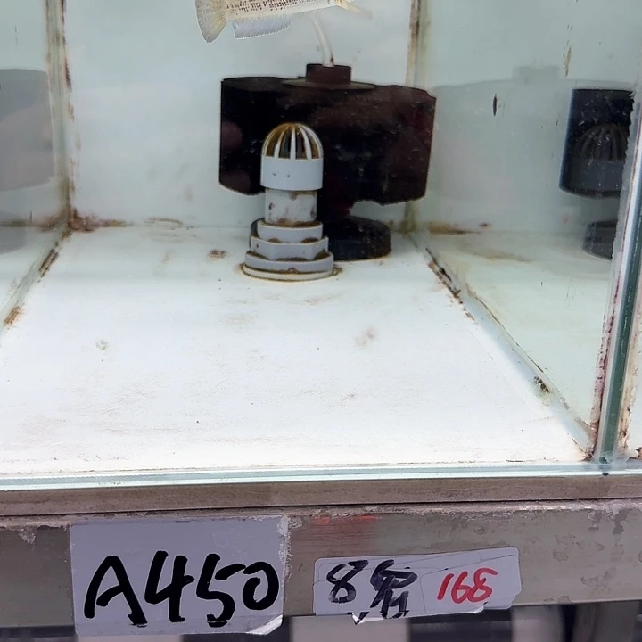 热带鱼不分公母8厘米A450号缸8厘米