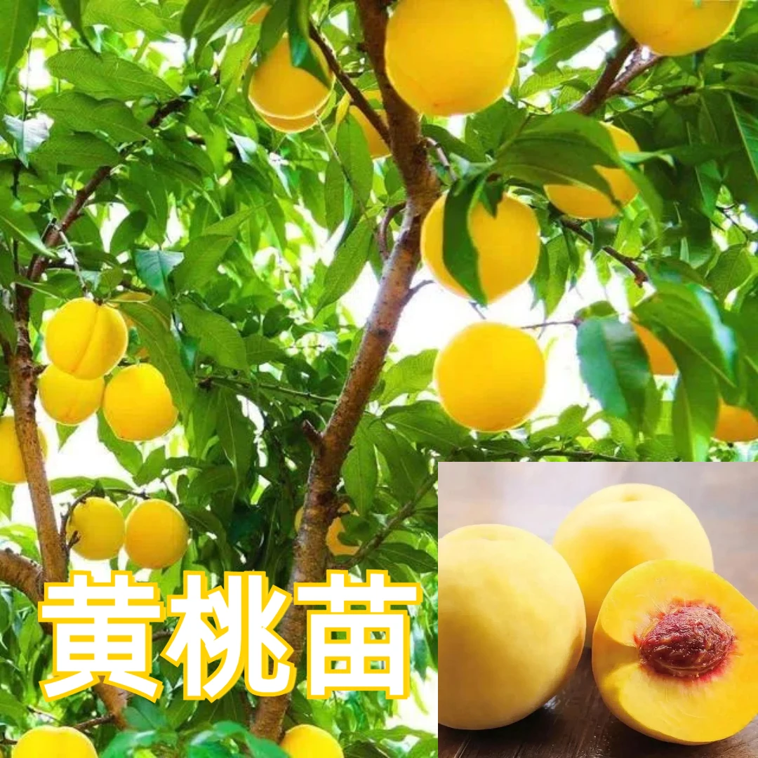 桃树果苗嫁接黄桃树苖水蜜桃冬桃油桃毛桃活苗南北方锦绣桃子苗树