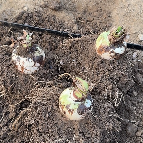 汉***豆阿芙蕾3个一组