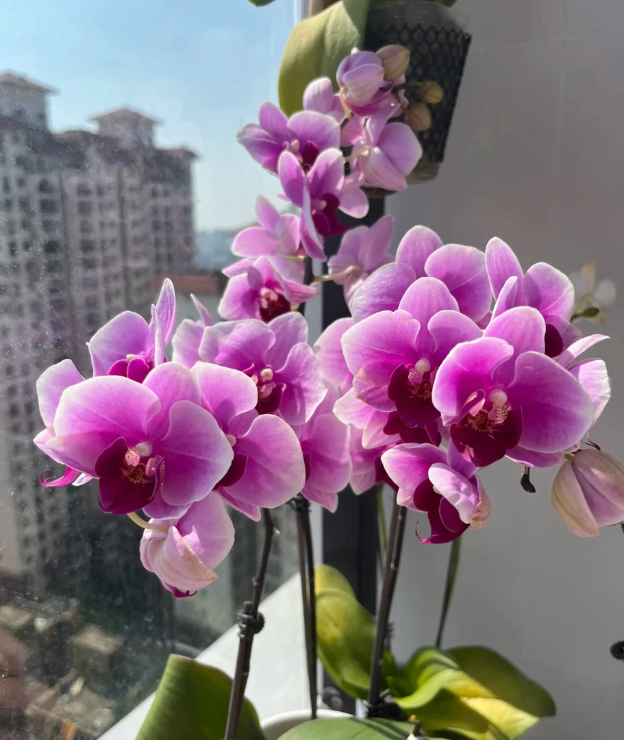 【绝代双骄】第三名 花苞株 蝴蝶兰  3.0寸杯 三花剑发货