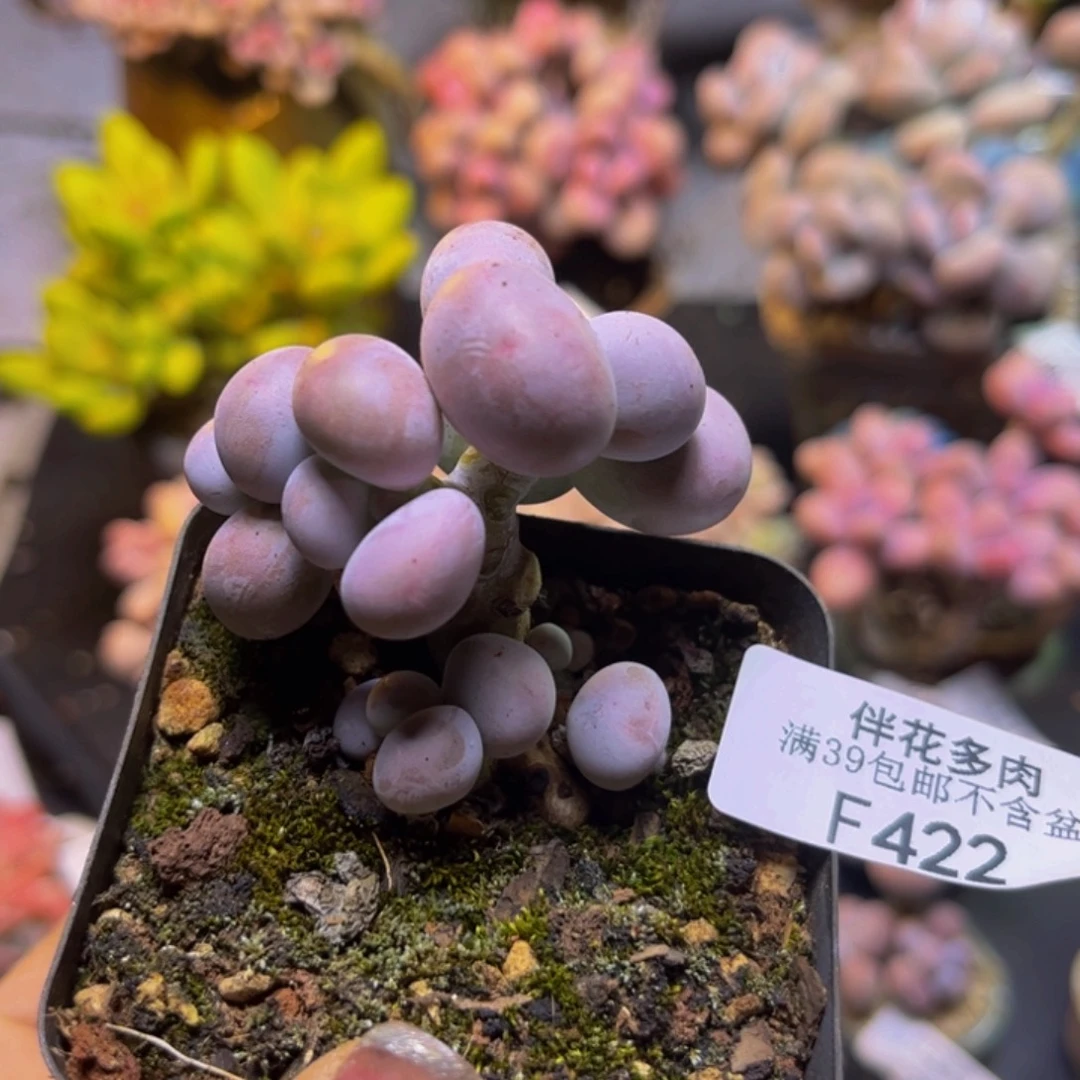 芭比奶酪422/4cm多肉