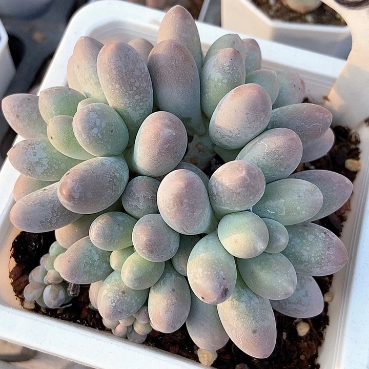 多肉清汤圆6025多肉植物