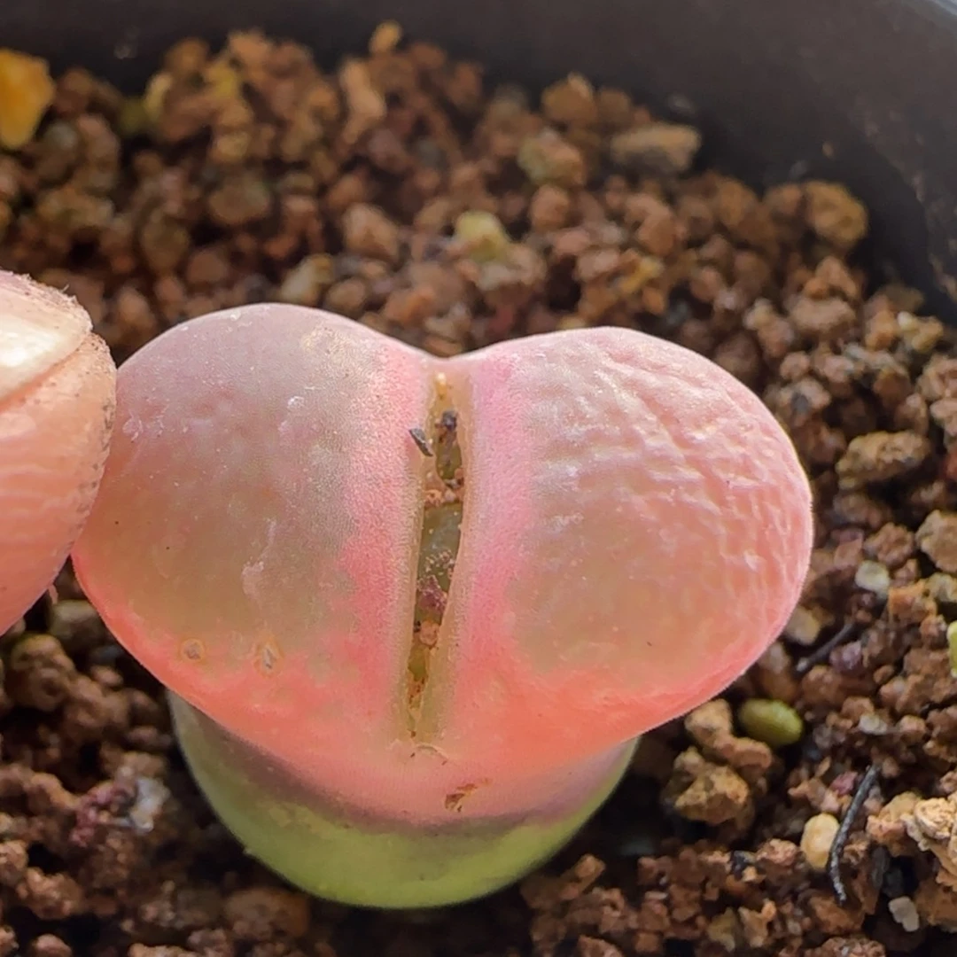 【闪购商品】7814