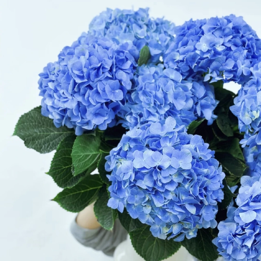 大海兰绣球花盆栽花卉庭院阳台新手易养护喜水植物