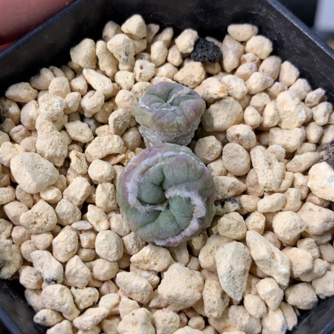 仙人球仙人球仙人球仙人球