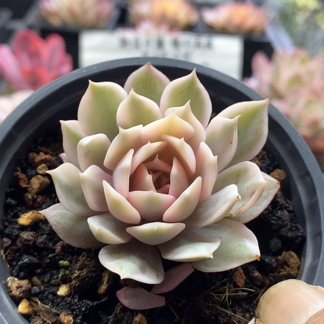 无**果2206粉蝶腹轮锦多肉