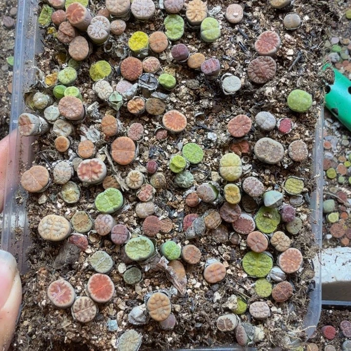 若***梦多肉植物的生长紫65
