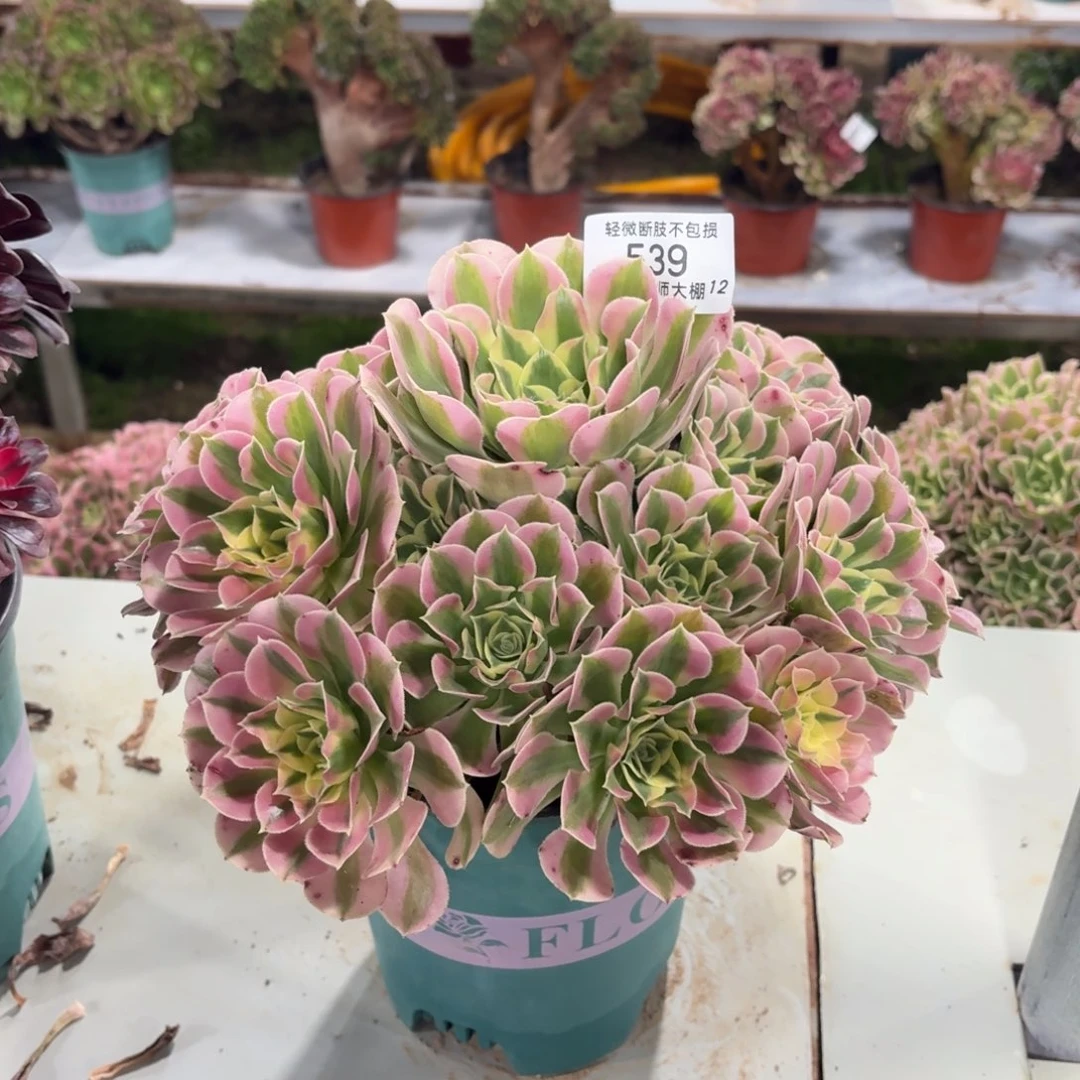 539粉水晶多肉植物法师