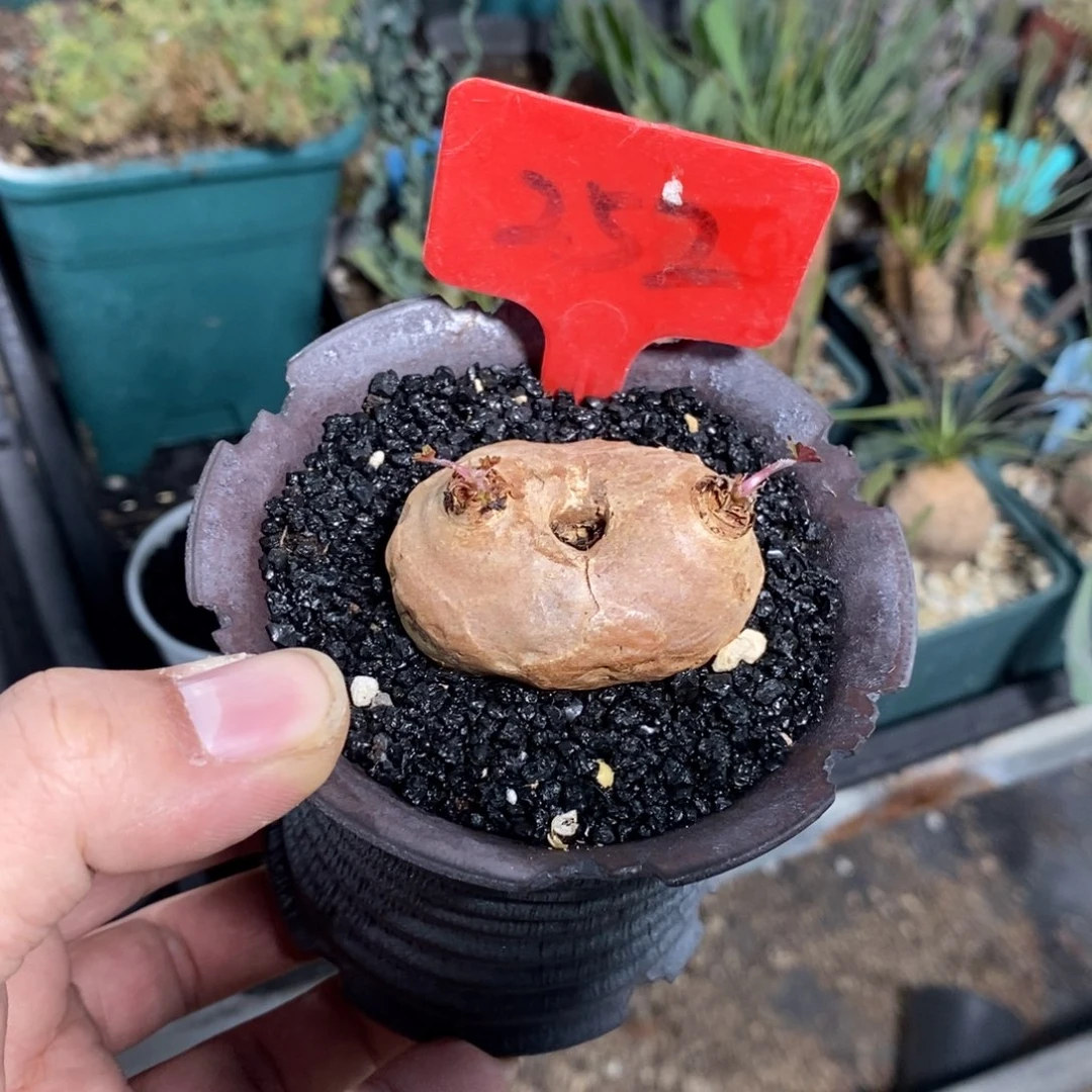 肾叶杨奎多肉植物