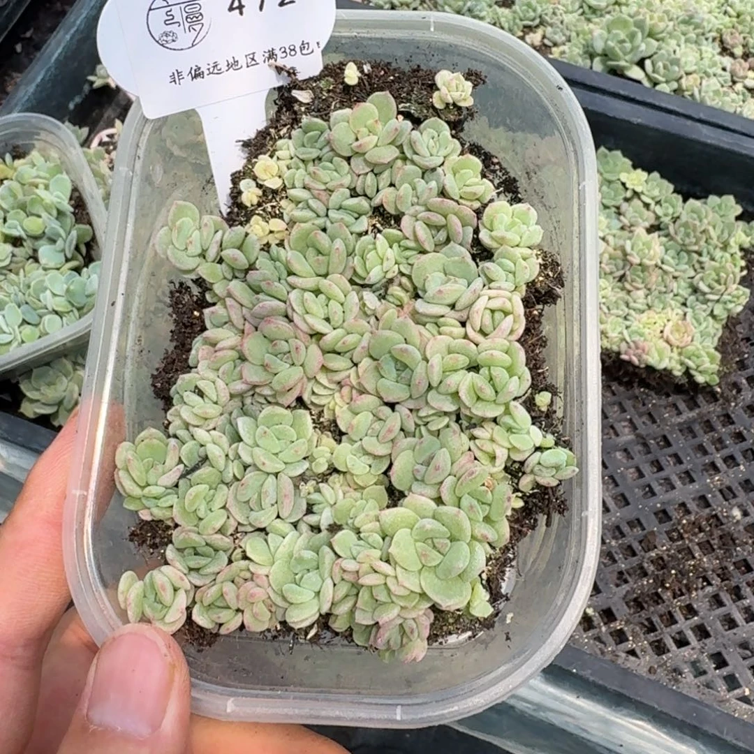 472云慢优播种切糕一物一拍