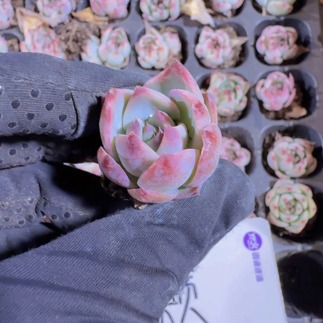 惊鸿仙子两米三颗