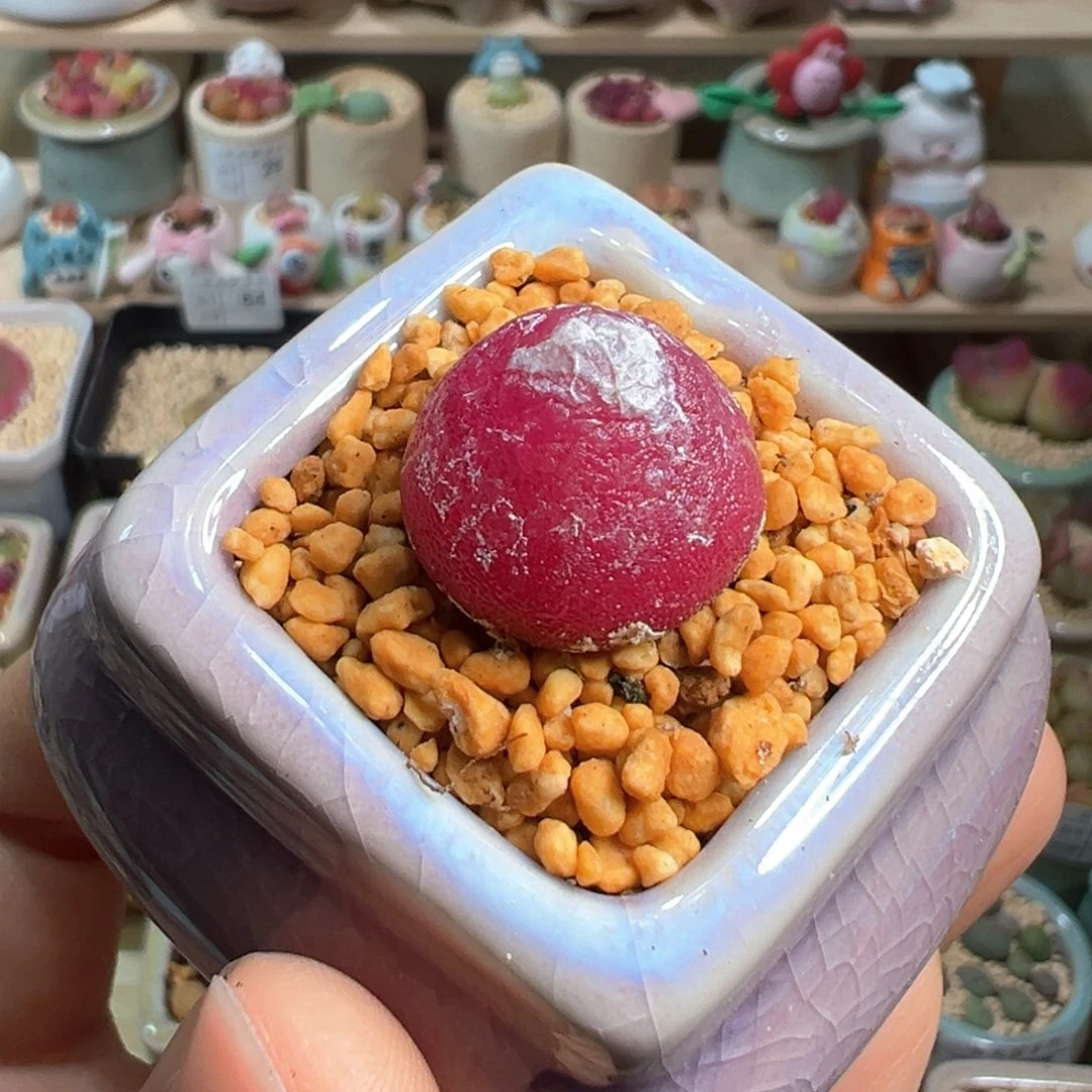 多肉植物80号灯泡