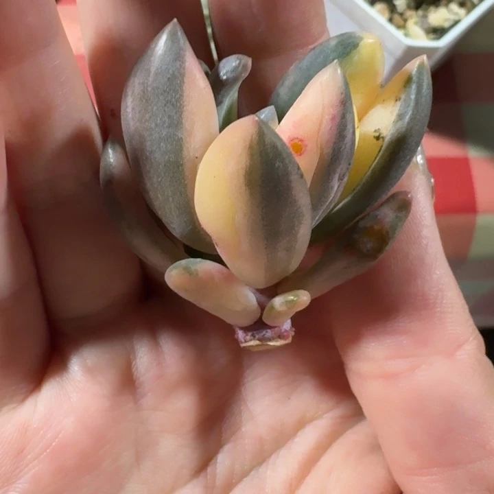 紫丽殿可嫁接一物一拍