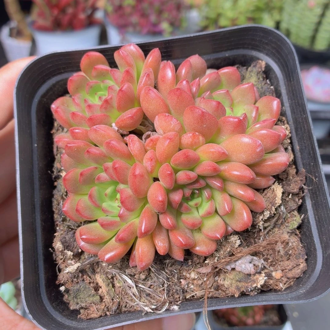 大盆红宝石多肉9.9包邮发货