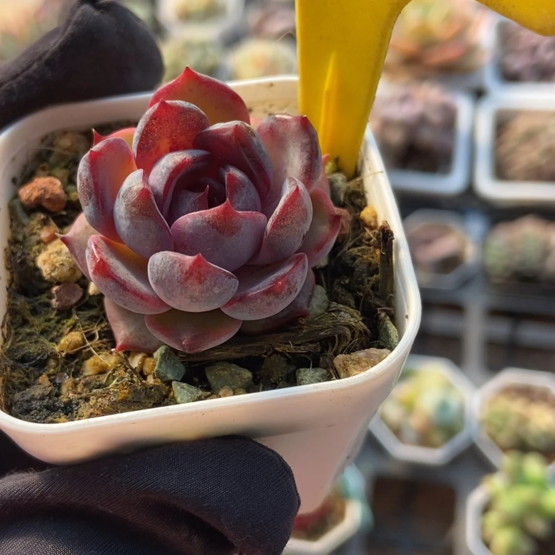 547蓝莓多肉植物保护