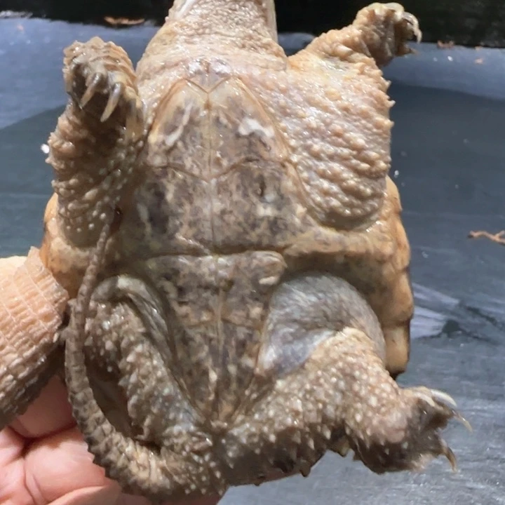 还***荒小鳄龟母不分公母